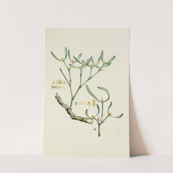 Abbildung der wilden Bäume, Stauden und Buschgewächse Pl.153 by Carl Christoph Oelhafen von Schöllenbach