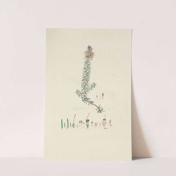 Abbildung der wilden Bäume, Stauden und Buschgewächse Pl.154 by Carl Christoph Oelhafen von Schöllenbach