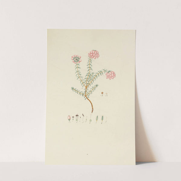 Abbildung der wilden Bäume, Stauden und Buschgewächse Pl.155 by Carl Christoph Oelhafen von Schöllenbach