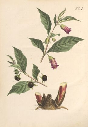 Abbildung und populare Beschreibung von acht und vierzig Giftpflanzen Pl.01 (1819)