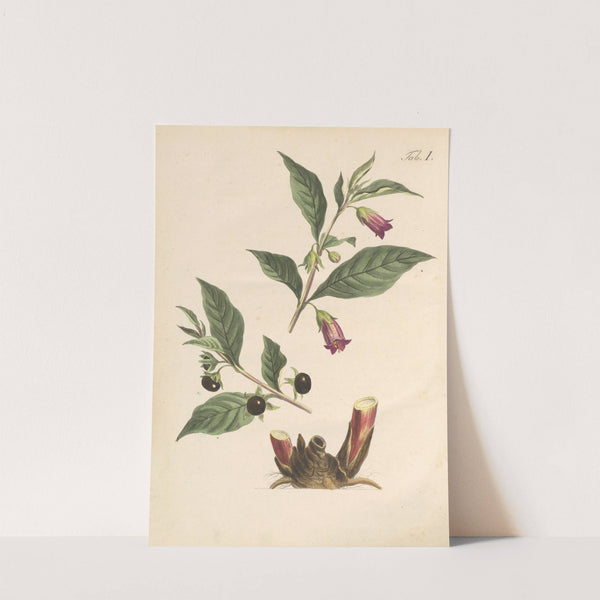 Abbildung und populare Beschreibung von acht und vierzig Giftpflanzen Pl.01 (1819) by Karl Wilhelm Juch