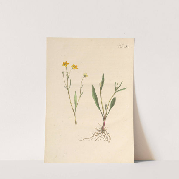 Abbildung und populare Beschreibung von acht und vierzig Giftpflanzen Pl.02 (1819) by Karl Wilhelm Juch