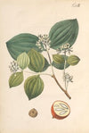 Abbildung und populare Beschreibung von acht und vierzig Giftpflanzen Pl.03 (1819)