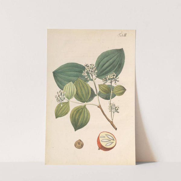 Abbildung und populare Beschreibung von acht und vierzig Giftpflanzen Pl.03 (1819) by Karl Wilhelm Juch