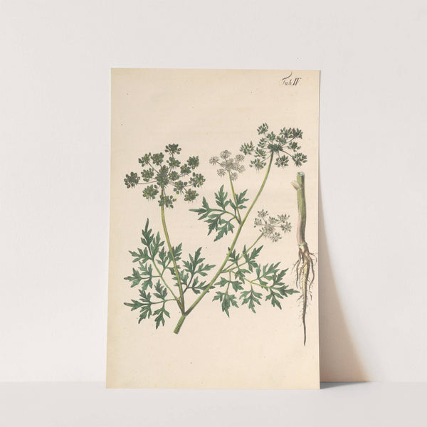 Abbildung und populare Beschreibung von acht und vierzig Giftpflanzen Pl.04 (1819) by Karl Wilhelm Juch