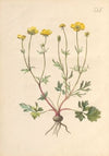 Abbildung und populare Beschreibung von acht und vierzig Giftpflanzen Pl.05 (1819)