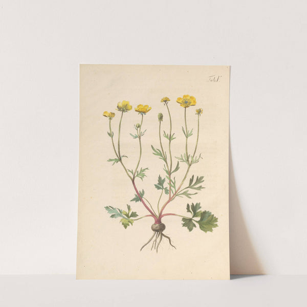 Abbildung und populare Beschreibung von acht und vierzig Giftpflanzen Pl.05 (1819) by Karl Wilhelm Juch