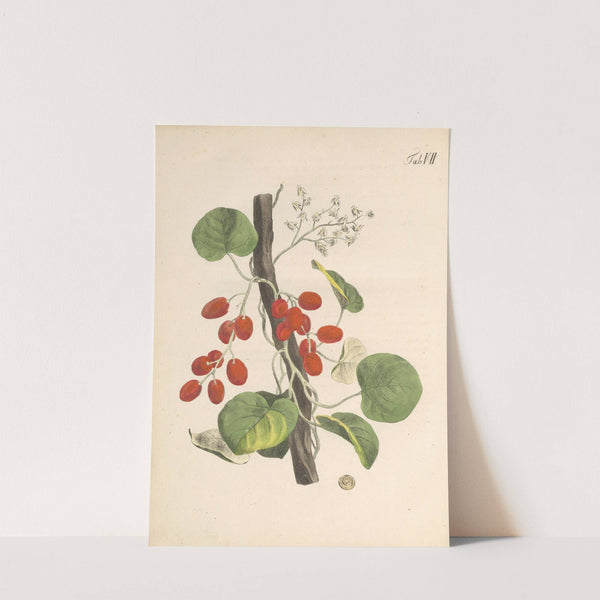 Abbildung und populare Beschreibung von acht und vierzig Giftpflanzen Pl.07 (1819) by Karl Wilhelm Juch