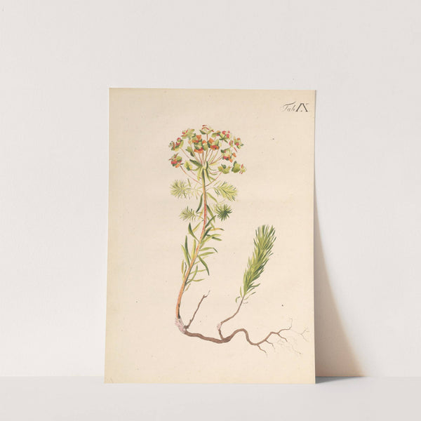 Abbildung und populare Beschreibung von acht und vierzig Giftpflanzen Pl.09 (1819) by Karl Wilhelm Juch