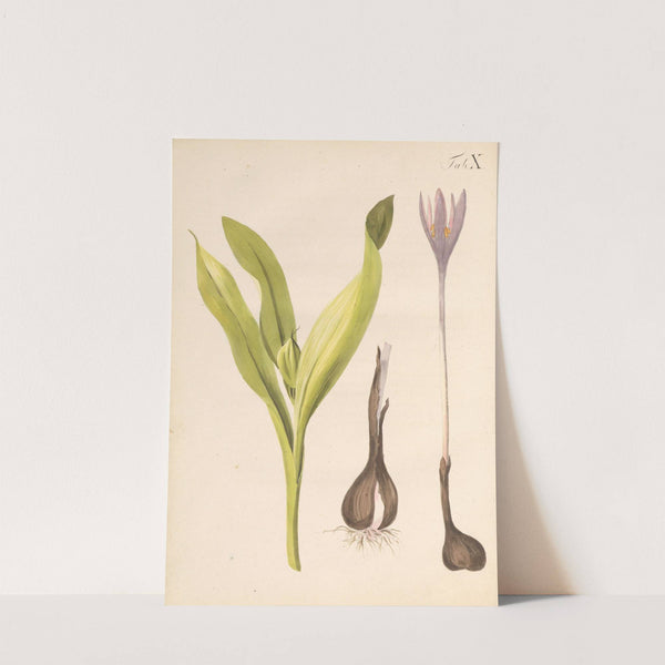 Abbildung und populare Beschreibung von acht und vierzig Giftpflanzen Pl.10 (1819) by Karl Wilhelm Juch