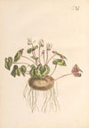 Abbildung und populare Beschreibung von acht und vierzig Giftpflanzen Pl.11 (1819)