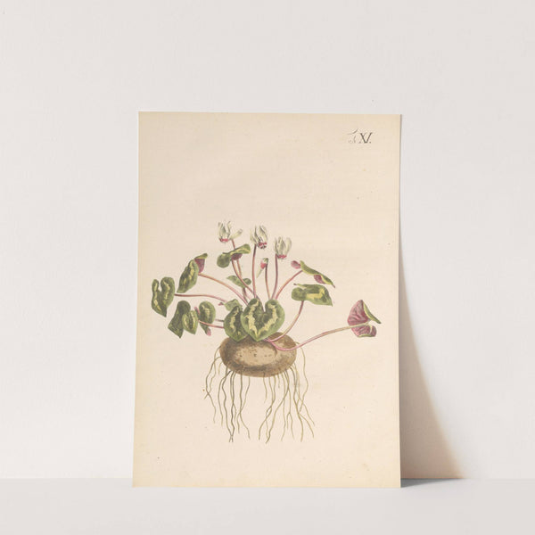 Abbildung und populare Beschreibung von acht und vierzig Giftpflanzen Pl.11 (1819) by Karl Wilhelm Juch