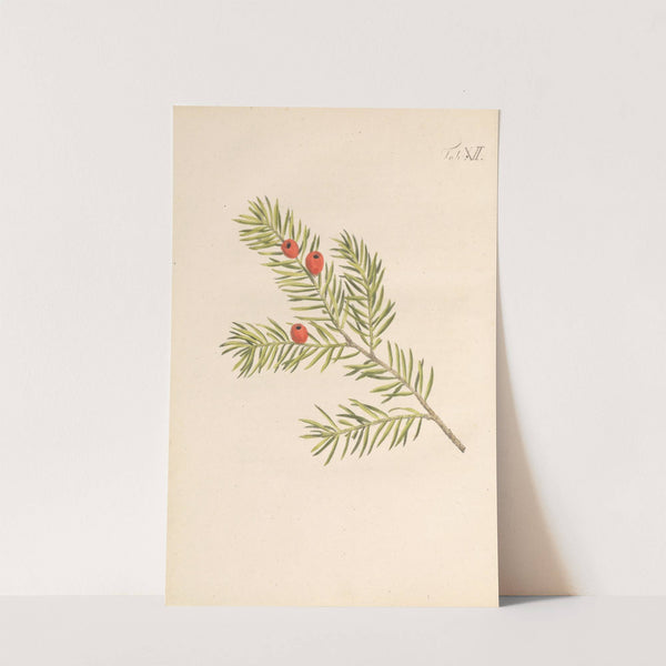 Abbildung und populare Beschreibung von acht und vierzig Giftpflanzen Pl.12 (1819) by Karl Wilhelm Juch