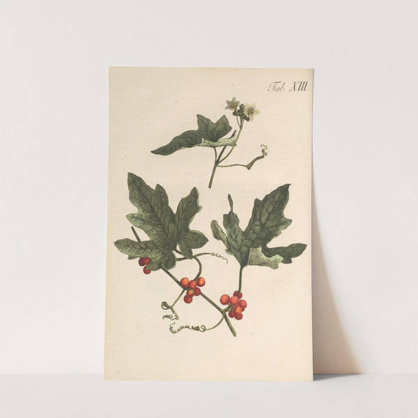 Abbildung und populare Beschreibung von acht und vierzig Giftpflanzen Pl.13 (1819) by Karl Wilhelm Juch