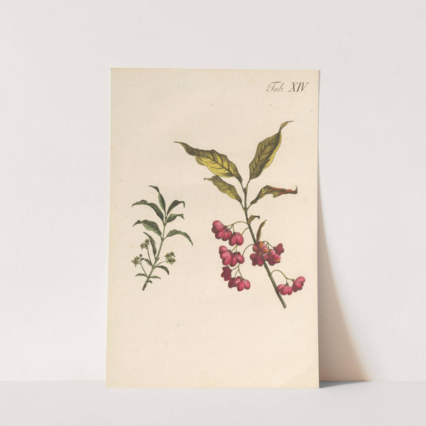 Abbildung und populare Beschreibung von acht und vierzig Giftpflanzen Pl.14 (1819) by Karl Wilhelm Juch