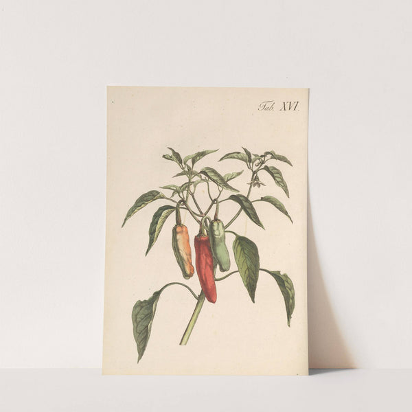 Abbildung und populare Beschreibung von acht und vierzig Giftpflanzen Pl.16 (1819) by Karl Wilhelm Juch