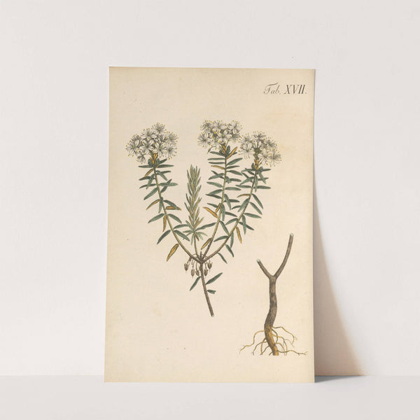 Abbildung und populare Beschreibung von acht und vierzig Giftpflanzen Pl.17 (1819) by Karl Wilhelm Juch