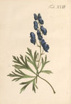 Abbildung und populare Beschreibung von acht und vierzig Giftpflanzen Pl.18 (1819)