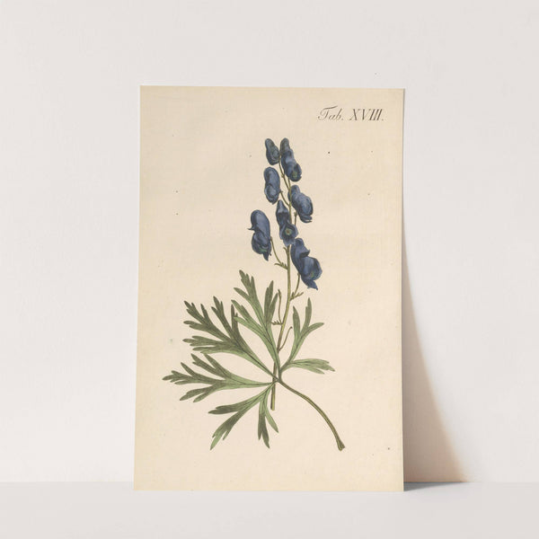 Abbildung und populare Beschreibung von acht und vierzig Giftpflanzen Pl.18 (1819) by Karl Wilhelm Juch