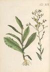 Abbildung und populare Beschreibung von acht und vierzig Giftpflanzen Pl.19 (1819)