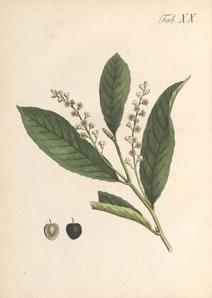 Abbildung und populare Beschreibung von acht und vierzig Giftpflanzen Pl.20 (1819)