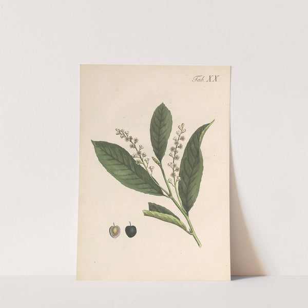 Abbildung und populare Beschreibung von acht und vierzig Giftpflanzen Pl.20 (1819) by Karl Wilhelm Juch