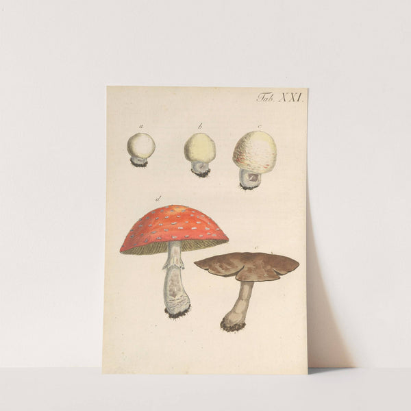 Abbildung und populare Beschreibung von acht und vierzig Giftpflanzen Pl.21 (1819) by Karl Wilhelm Juch