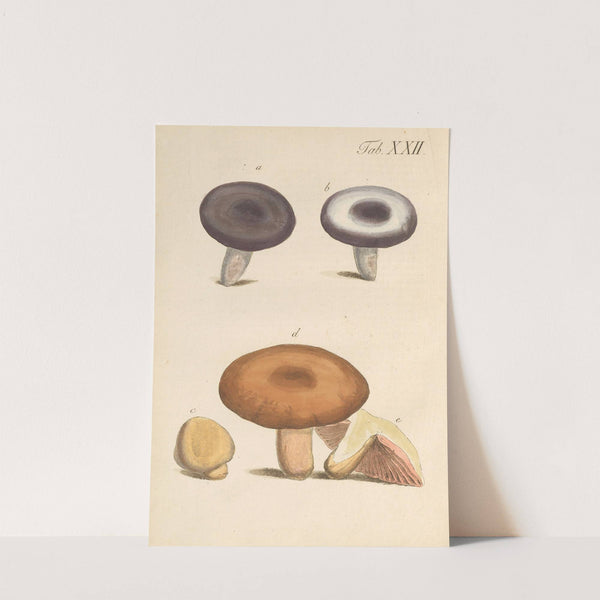 Abbildung und populare Beschreibung von acht und vierzig Giftpflanzen Pl.22 (1819) by Karl Wilhelm Juch