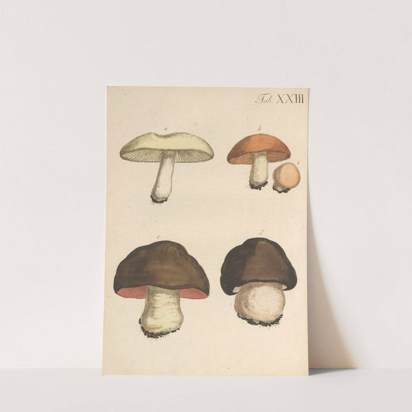 Abbildung und populare Beschreibung von acht und vierzig Giftpflanzen Pl.23 (1819) by Karl Wilhelm Juch