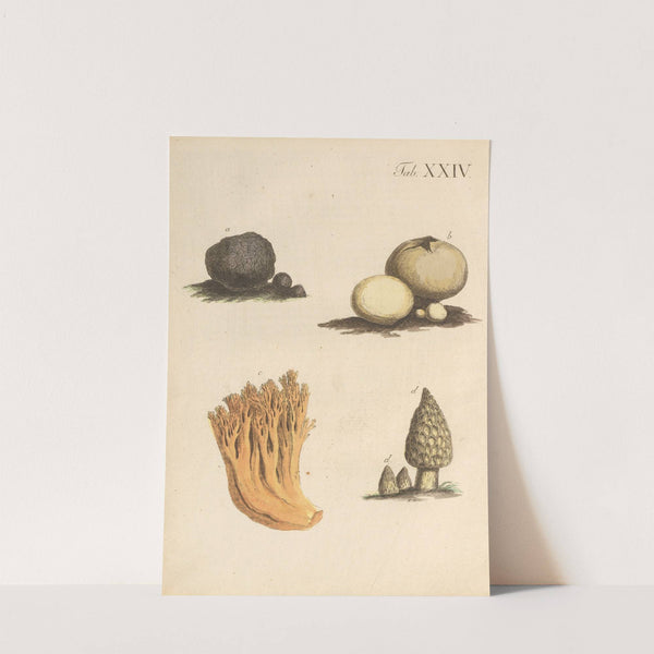 Abbildung und populare Beschreibung von acht und vierzig Giftpflanzen Pl.24 (1819) by Karl Wilhelm Juch