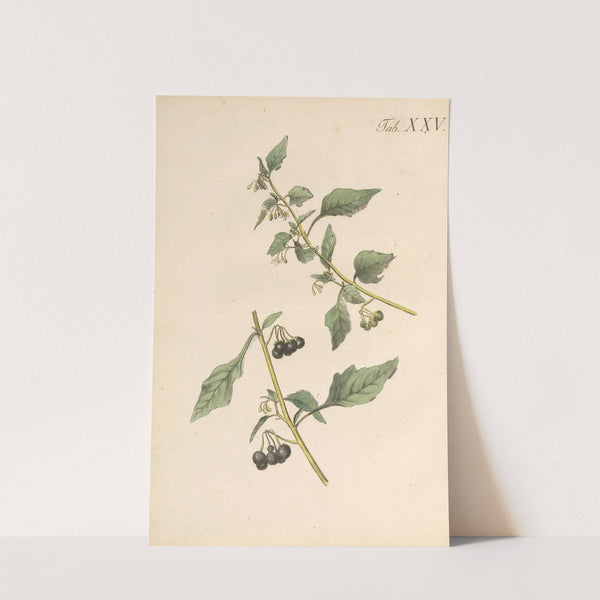 Abbildung und populare Beschreibung von acht und vierzig Giftpflanzen Pl.25 (1819) by Karl Wilhelm Juch