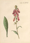 Abbildung und populare Beschreibung von acht und vierzig Giftpflanzen Pl.26 (1819)