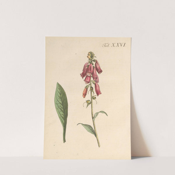 Abbildung und populare Beschreibung von acht und vierzig Giftpflanzen Pl.26 (1819) by Karl Wilhelm Juch