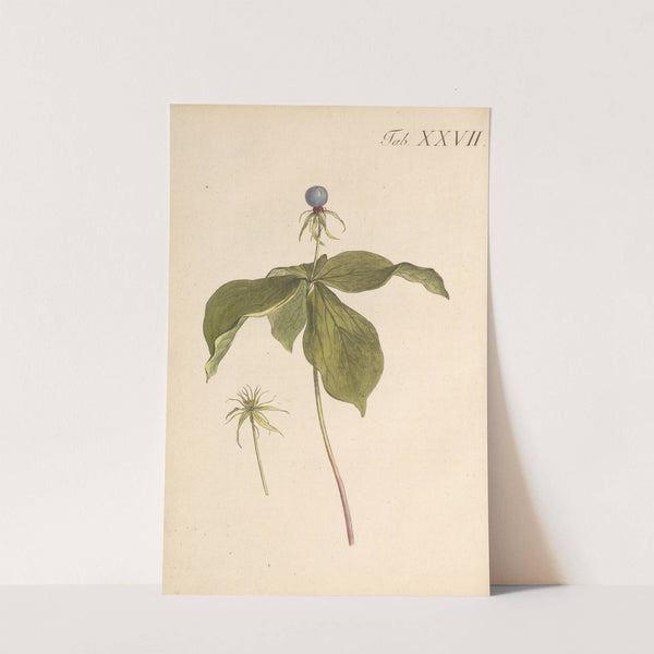 Abbildung und populare Beschreibung von acht und vierzig Giftpflanzen Pl.27 (1819) by Karl Wilhelm Juch