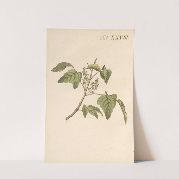 Abbildung und populare Beschreibung von acht und vierzig Giftpflanzen Pl.28 (1819) by Karl Wilhelm Juch