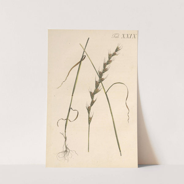 Abbildung und populare Beschreibung von acht und vierzig Giftpflanzen Pl.29 (1819) by Karl Wilhelm Juch