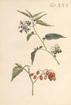 Abbildung und populare Beschreibung von acht und vierzig Giftpflanzen Pl.30 (1819)