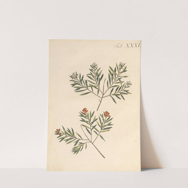 Abbildung und populare Beschreibung von acht und vierzig Giftpflanzen Pl.31 (1819) by Karl Wilhelm Juch