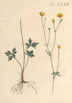 Abbildung und populare Beschreibung von acht und vierzig Giftpflanzen Pl.32 (1819)