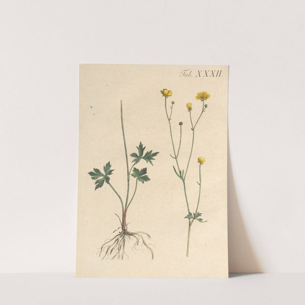 Abbildung und populare Beschreibung von acht und vierzig Giftpflanzen Pl.32 (1819) by Karl Wilhelm Juch