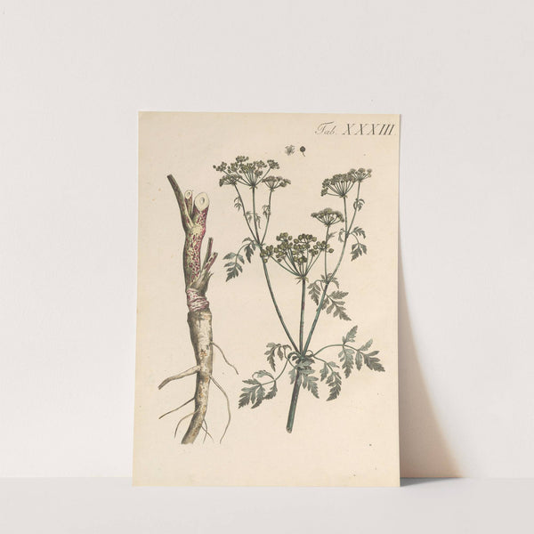 Abbildung und populare Beschreibung von acht und vierzig Giftpflanzen Pl.33 (1819) by Karl Wilhelm Juch