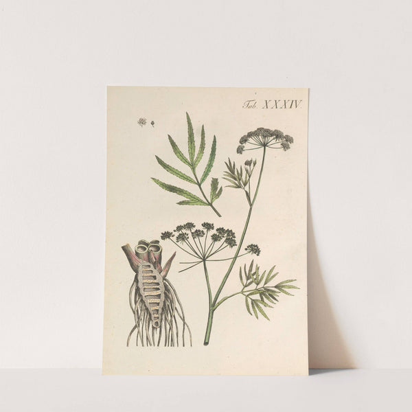 Abbildung und populare Beschreibung von acht und vierzig Giftpflanzen Pl.34 (1819) by Karl Wilhelm Juch