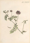 Abbildung und populare Beschreibung von acht und vierzig Giftpflanzen Pl.35 (1819)