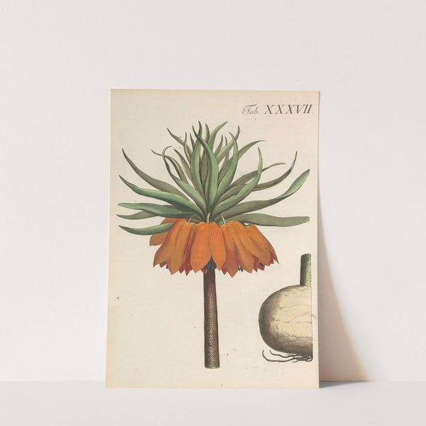 Abbildung und populare Beschreibung von acht und vierzig Giftpflanzen Pl.37 (1819) by Karl Wilhelm Juch