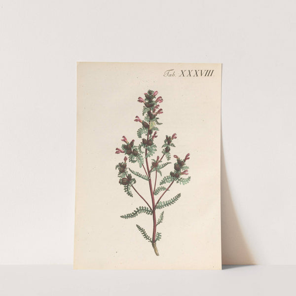 Abbildung und populare Beschreibung von acht und vierzig Giftpflanzen Pl.38 (1819) by Karl Wilhelm Juch