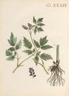 Abbildung und populare Beschreibung von acht und vierzig Giftpflanzen Pl.39 (1819)