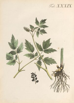 Abbildung und populare Beschreibung von acht und vierzig Giftpflanzen Pl.39 (1819)