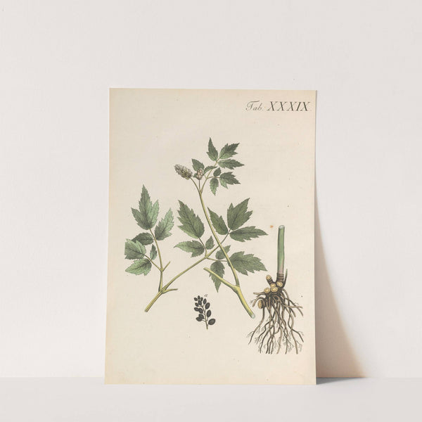 Abbildung und populare Beschreibung von acht und vierzig Giftpflanzen Pl.39 (1819) by Karl Wilhelm Juch