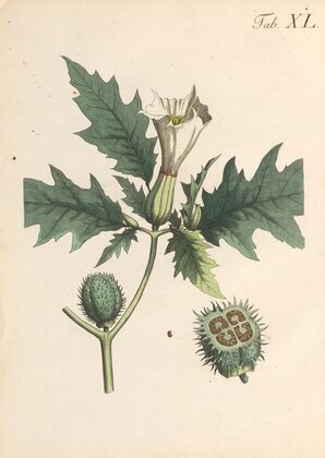 Abbildung und populare Beschreibung von acht und vierzig Giftpflanzen Pl.40 (1819)