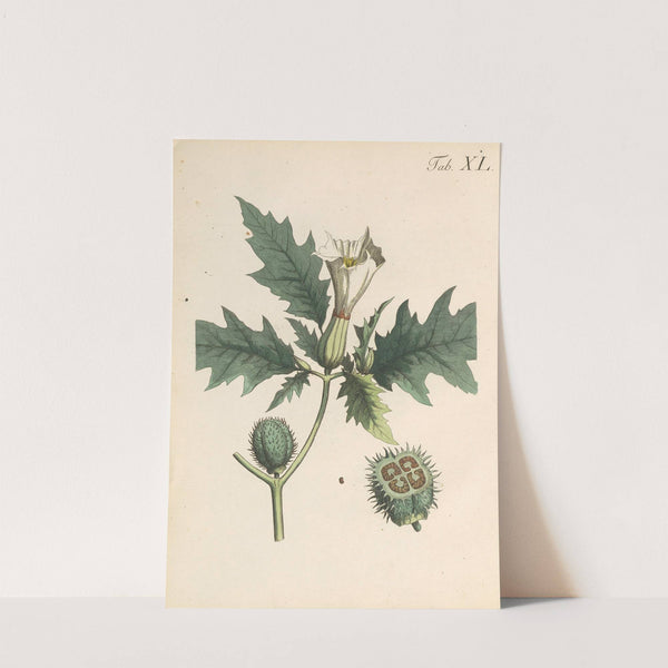 Abbildung und populare Beschreibung von acht und vierzig Giftpflanzen Pl.40 (1819) by Karl Wilhelm Juch